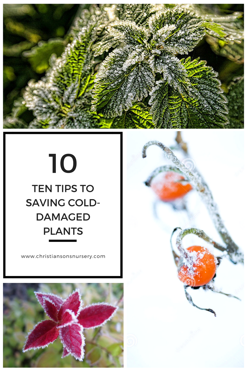 First Aid for Saving Your Plants and Trees After a Freeze