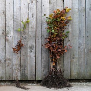 Beech-Bare-Roots-60-90