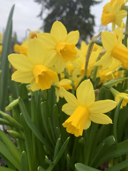 Riot Daffodil
