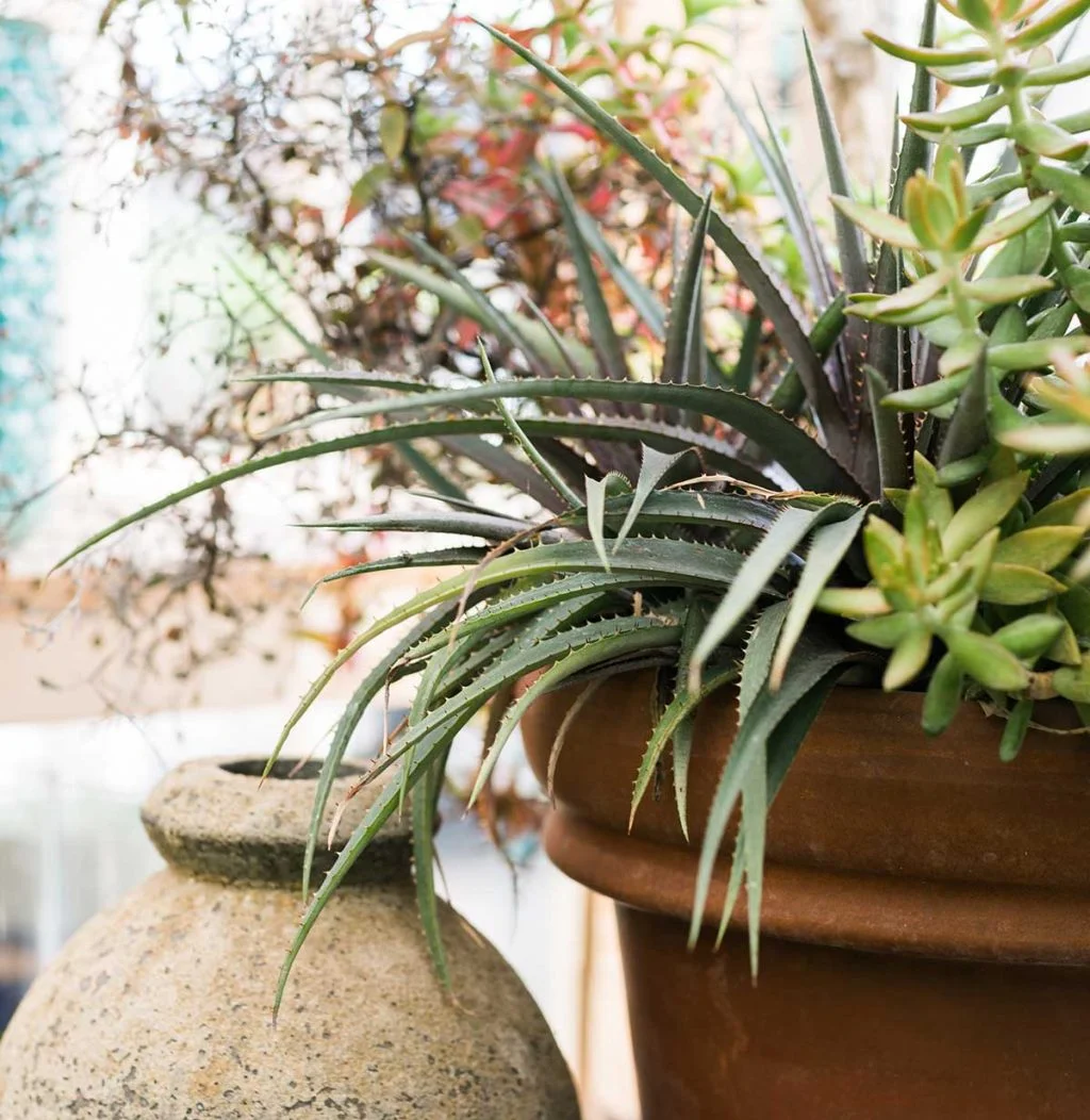 aloe vera plants and other succulents